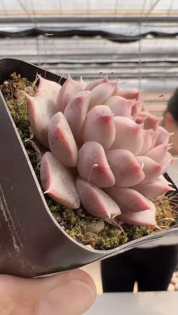 【闪购商品】新款多肉-140