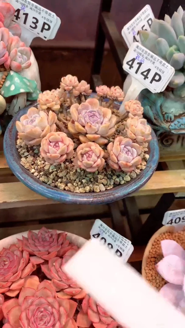 414P（一物一拍，精品多肉，所见即所得 ）