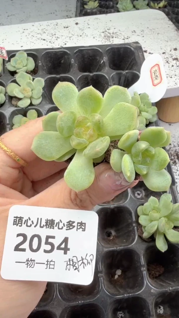 2054 相柳多肉植物