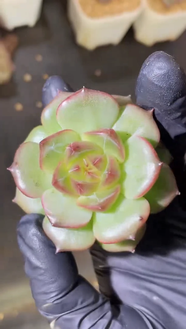 闪购2276  黑龙珠多肉一颗 5厘米