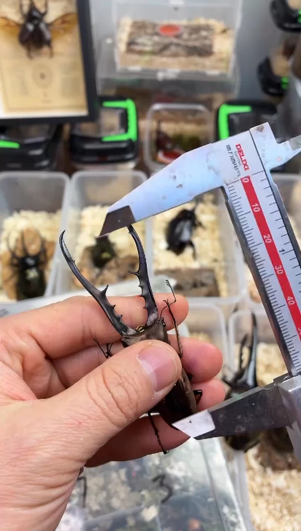 突***发1646美他成虫公一只