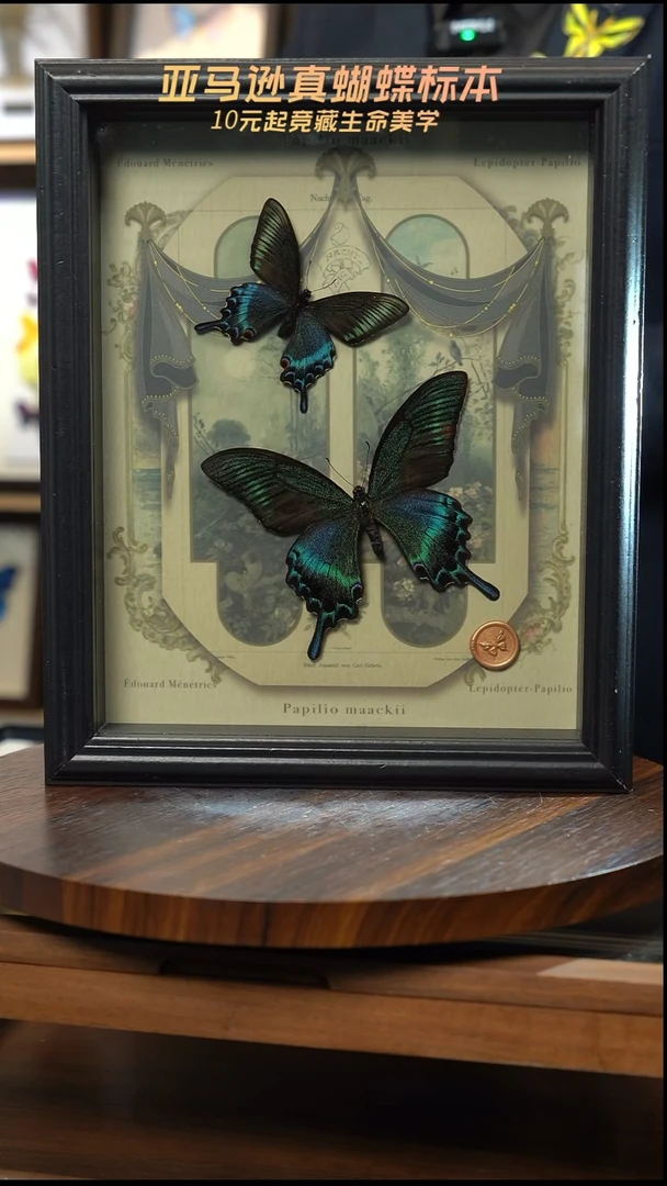 绿带翠凤蝶春夏型组合复古窗花款