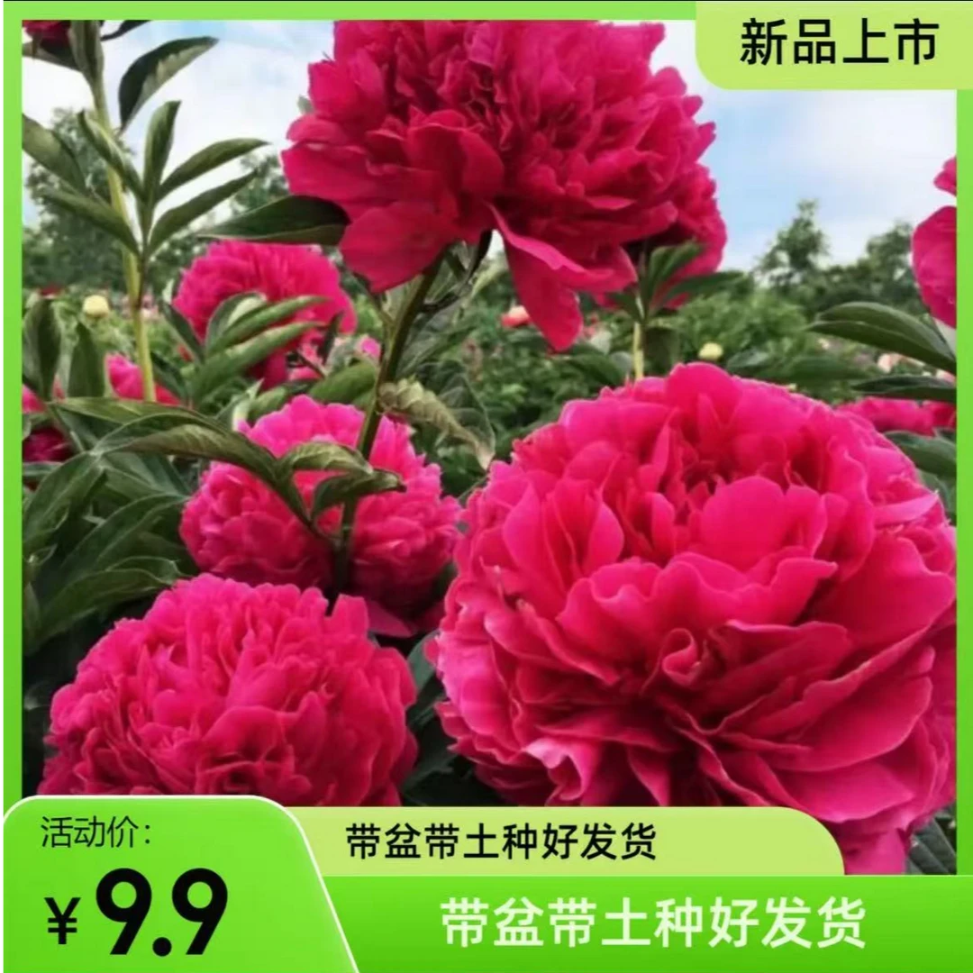 【带盆带土种好发货】大花重瓣芍药根块南北方阳台盆栽地栽四季好养