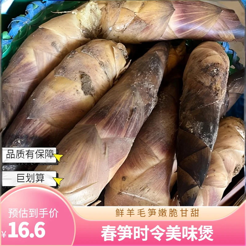 新鲜现挖新品羊毛笋嫩脆甘甜春笋时令蔬菜美味煲汤杭州