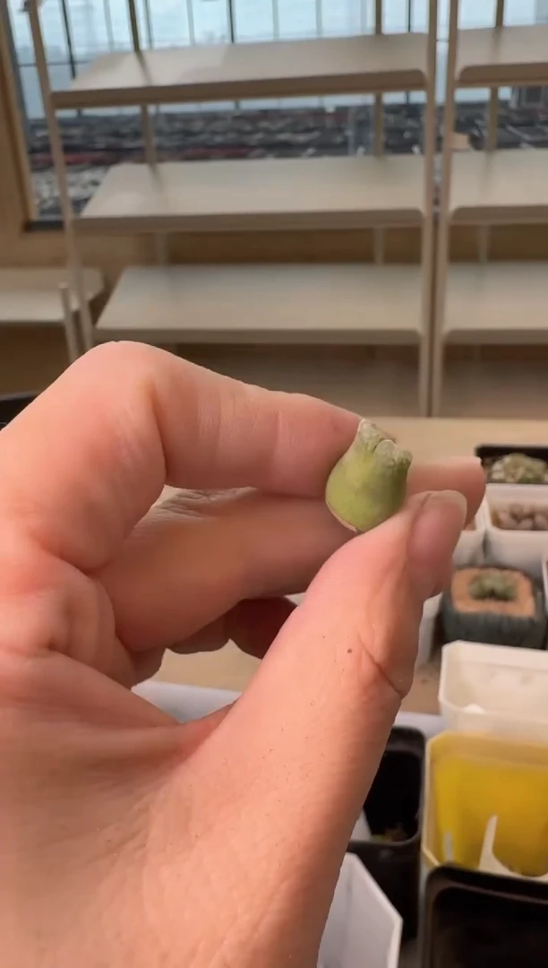 24-151多肉植物肉锥