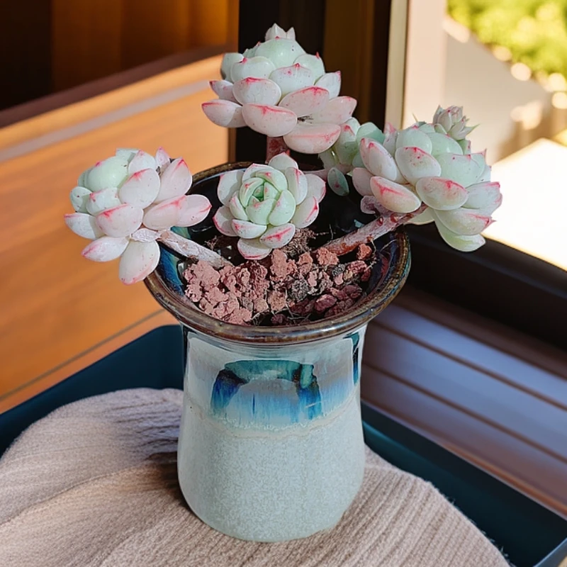 9#  香草群生4头起发老桩精品多肉