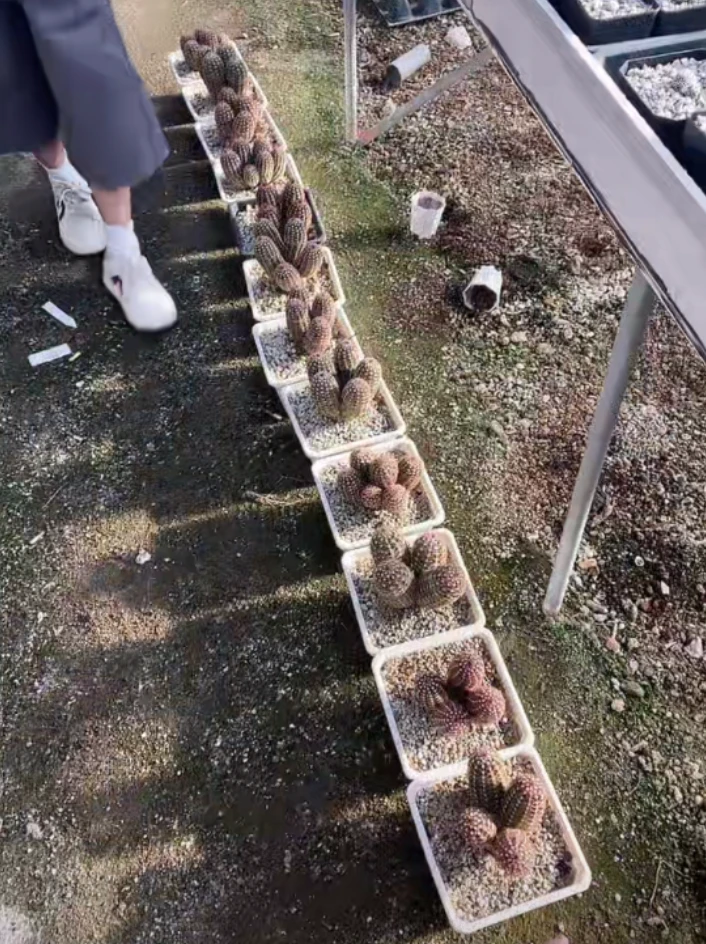 二妹园艺【 1颗  大群生青花虾    】带盆土随机发货