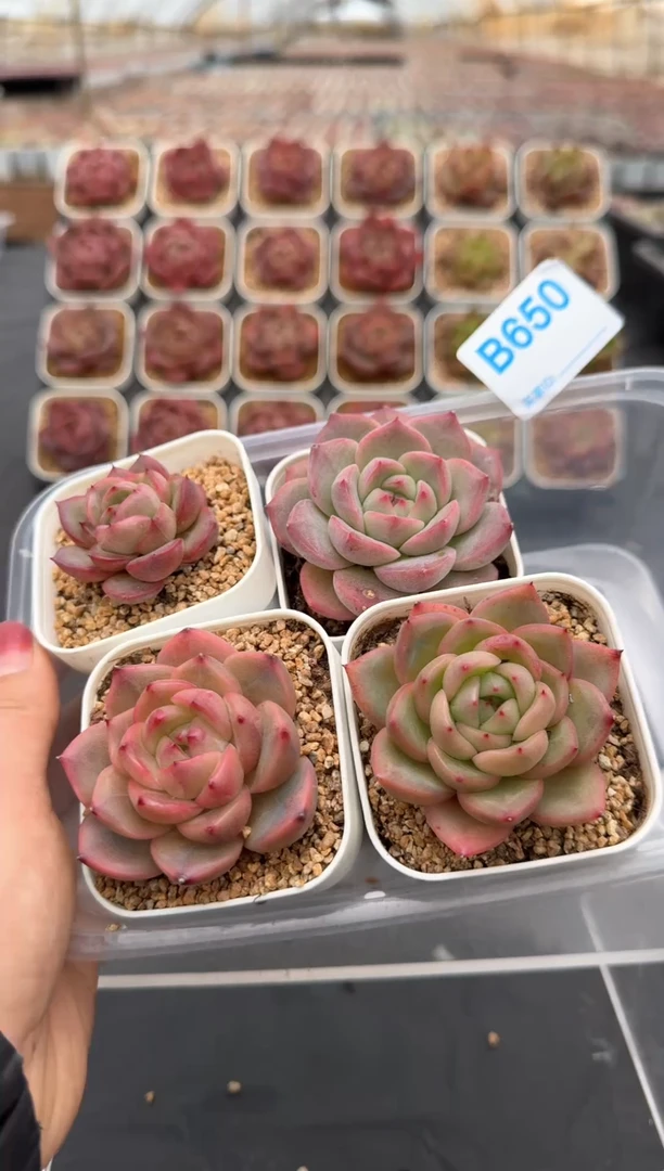 【闪购商品】650号脱土裸根发一物一拍4颗