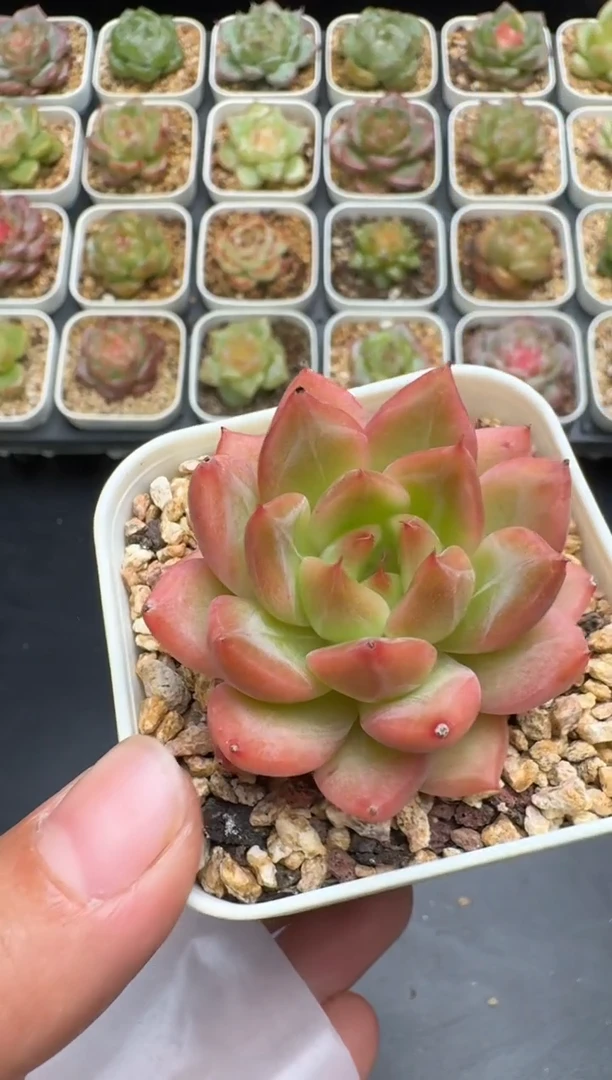 204G云禹多肉植物 脱土纸巾打包 3颗包邮