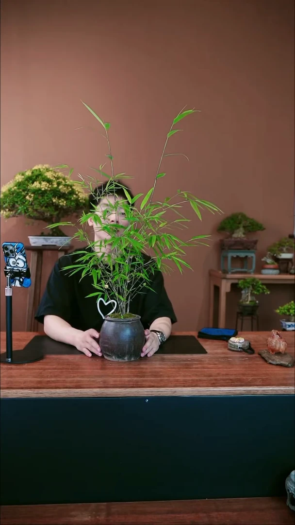 全部花朵内门竹盆景盆景