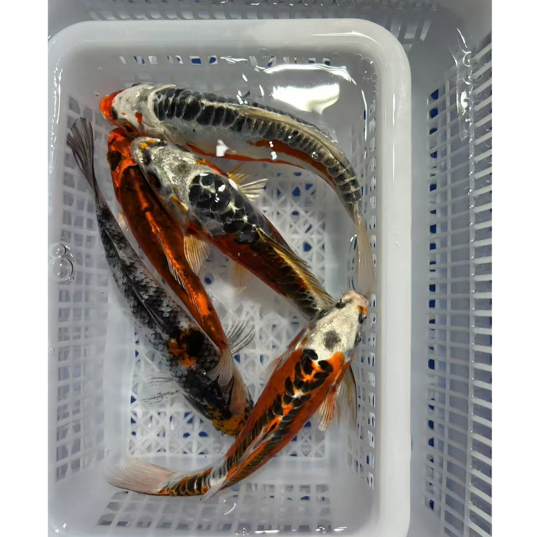 【13-15cm德系5条】冷水淡水观赏鱼锦鲤好养皮实抗造