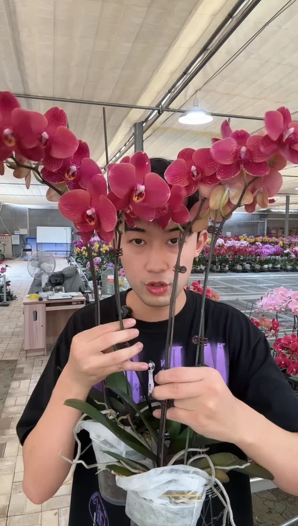 完全开放突尼斯双剑2棵