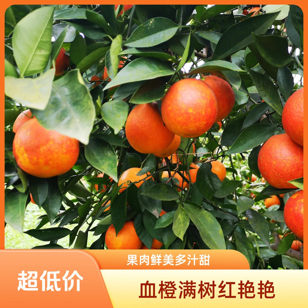 长寿湖塔罗科血橙皮薄多汁酸甜可口新鲜水果橙子