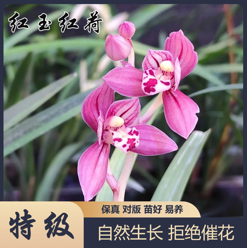 【A+级】红玉红荷 秋芝艺草兰花 室内好养绿植盆栽花卉