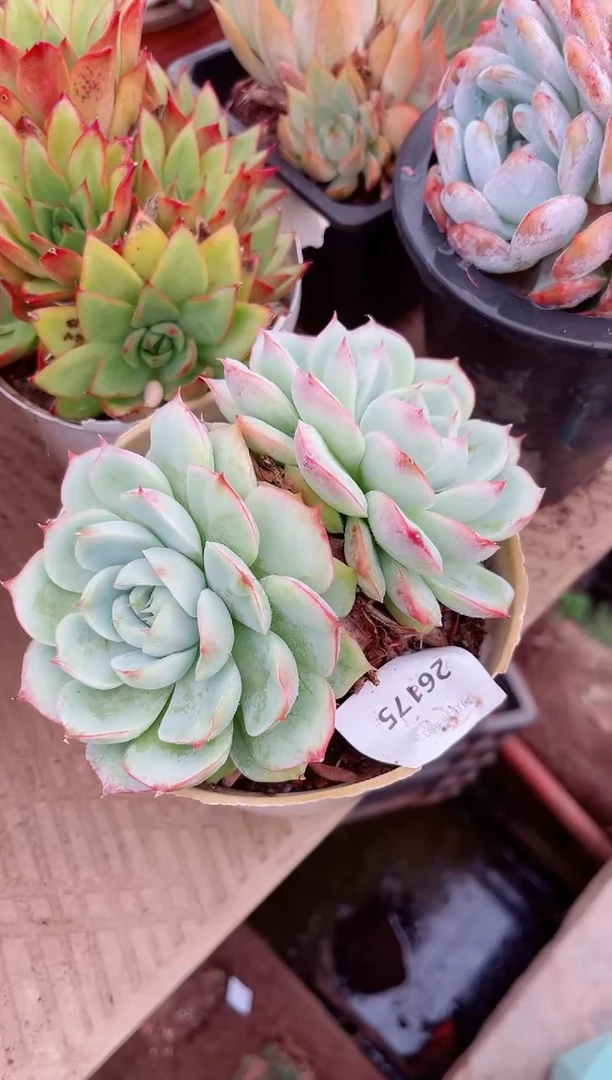 香****）26175多肉植物一物一拍