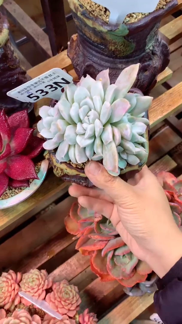 533N  (一物一拍实付满28发货，默认不带盆土）