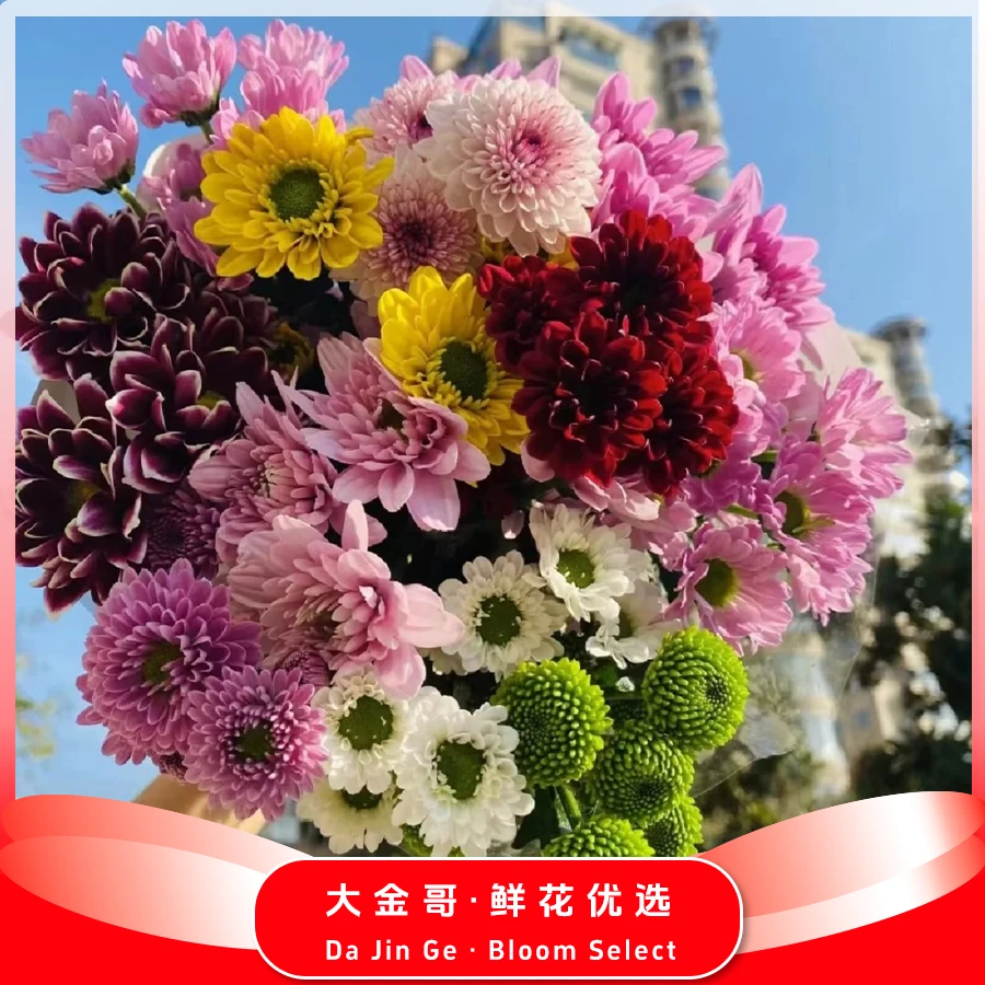 （大金哥）【小菊 混色】同地址两单发顺丰/德邦空运