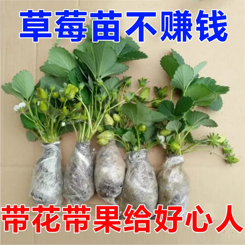 {特价抢12棵}草莓苗发货奶油红颜草莓苗多年生长
