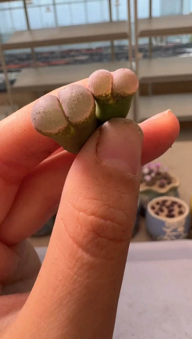 28-67多肉植物肉锥鲑鱼粉