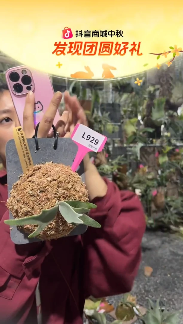 不开花植物L929-变异银爪哇侏儒特选