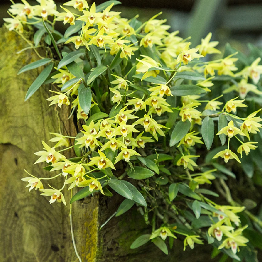 铁皮石斛花苗—带花苞3丛