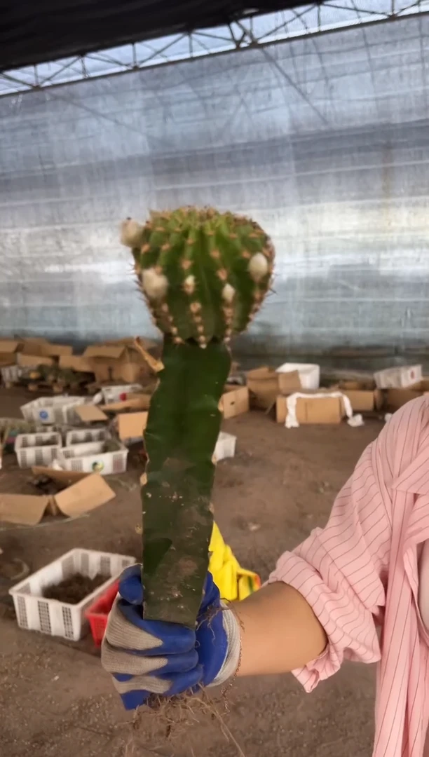 妖蝶带柱子  6.88