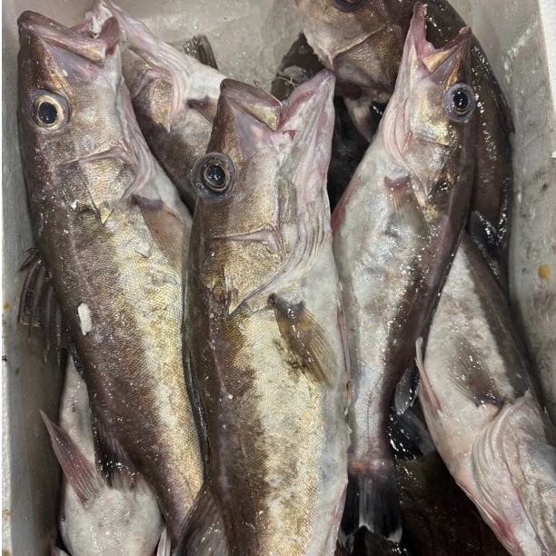 （现挑）舟山本港新鲜鲈斑鱼(现称）.