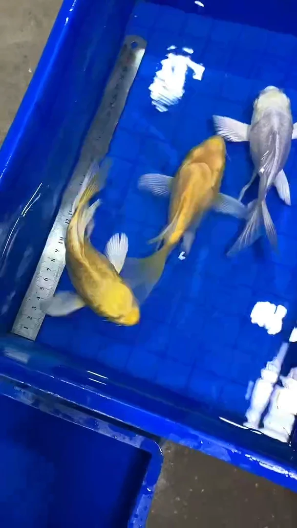 蝴蝶鲤鱼蝴蝶鲤直播选鱼专用链接