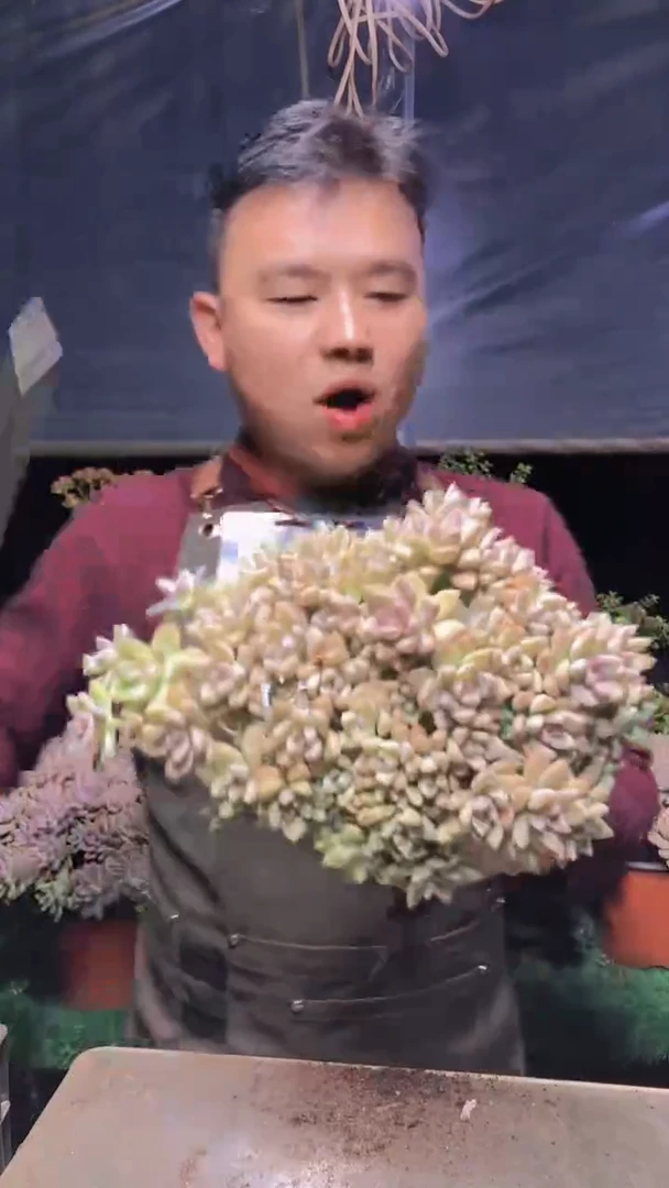 152淡雪缀化一物一拍