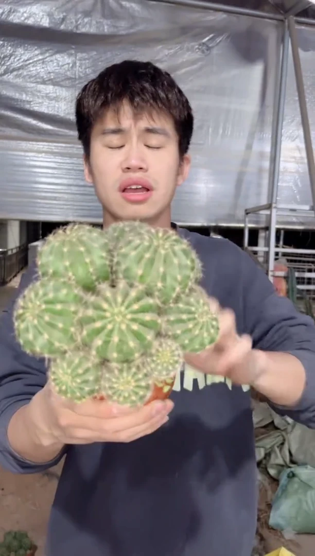 【闪购商品】大号 席克氏彩草群生 12-15cm