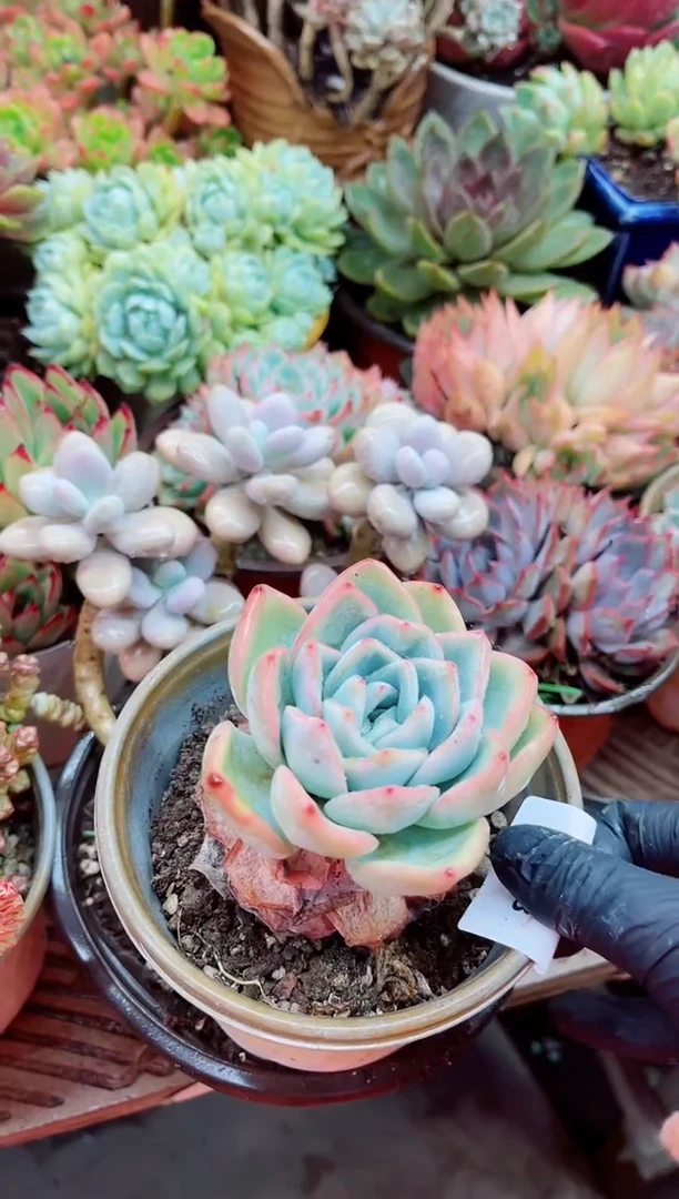 04008多肉植物一物一拍