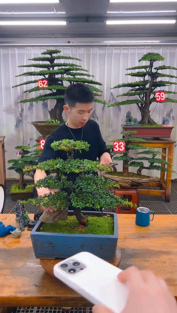 无花朵精品盆景直播间一物一拍