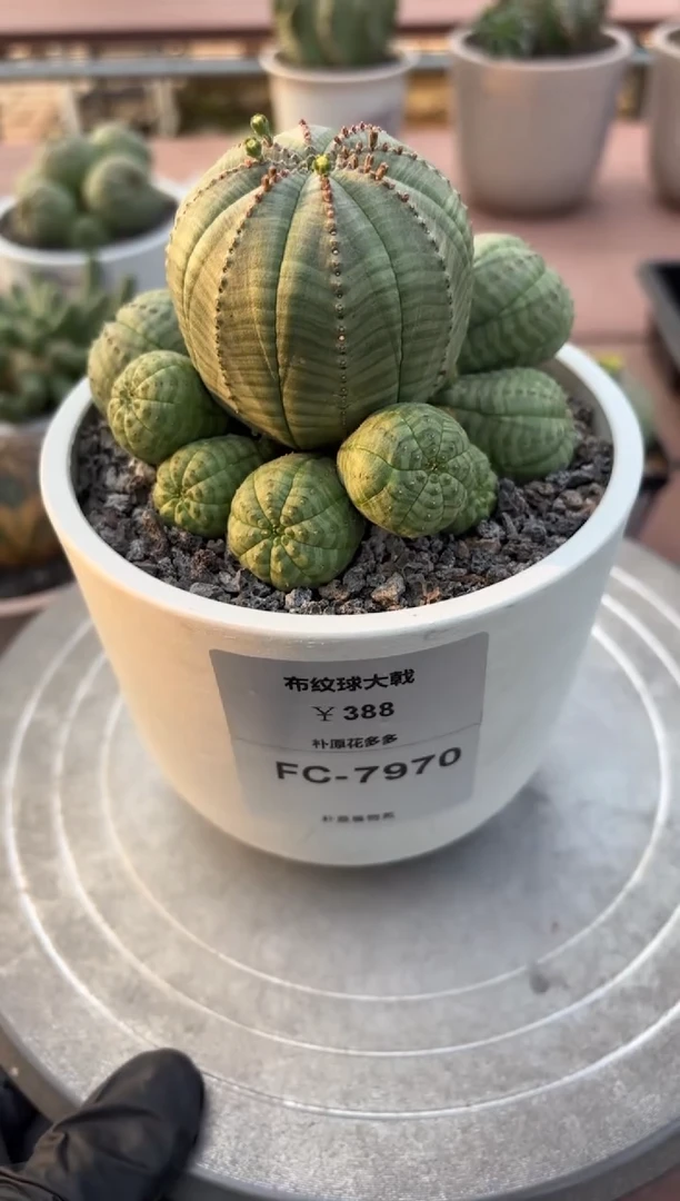 布纹球大戟FC-7970