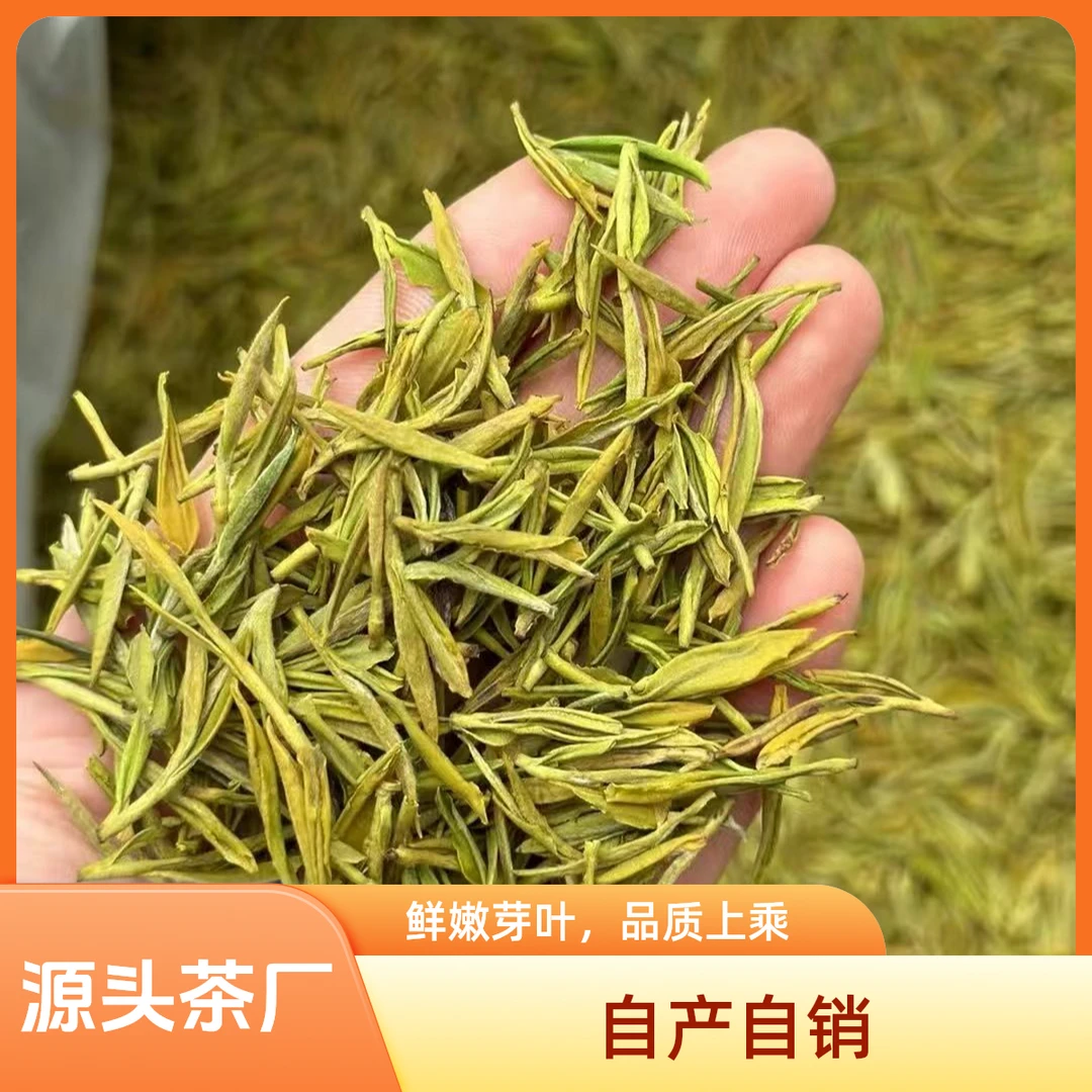 2025新茶奶白黄金芽试喝50克鲜爽回甜