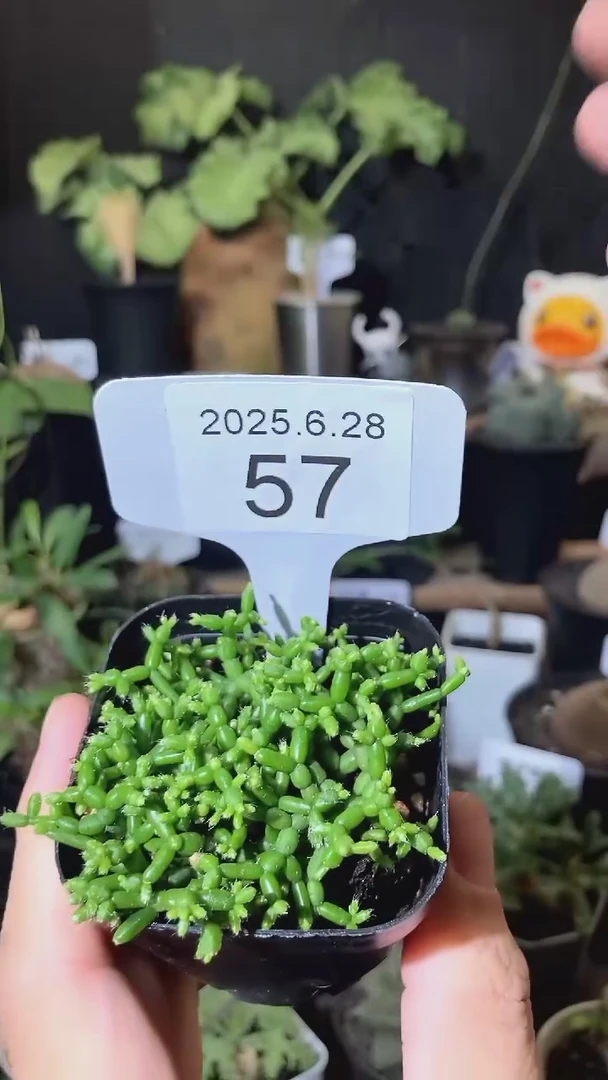 57号628福利木偶人