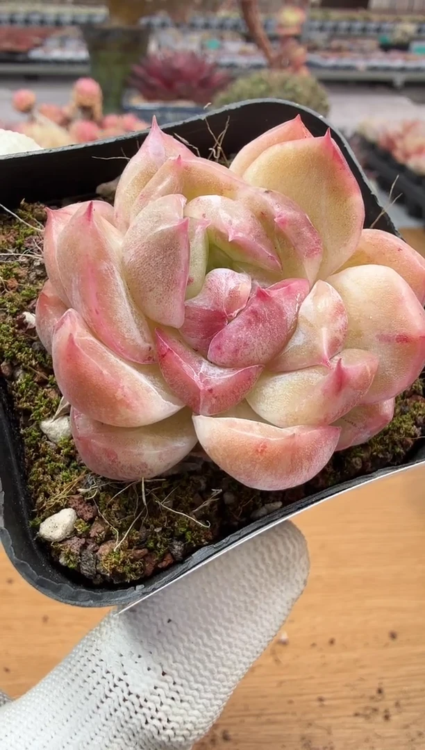 东云多肉园二店-214