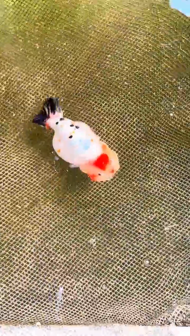 金鱼迷***的水娃娃渔场兰寿金鱼 观赏鱼 不包邮
