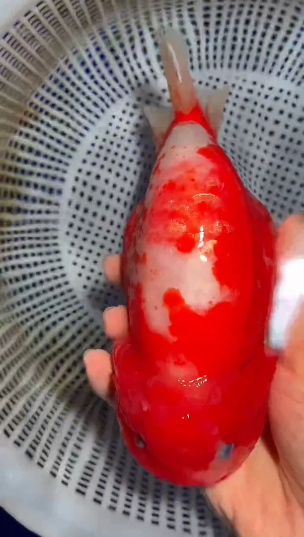 金鱼（运费自理，马印灯照射）福州追鱼兰寿金鱼