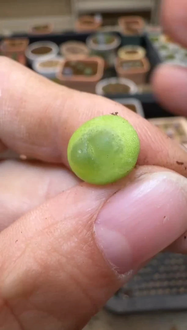 【闪购商品】3-214