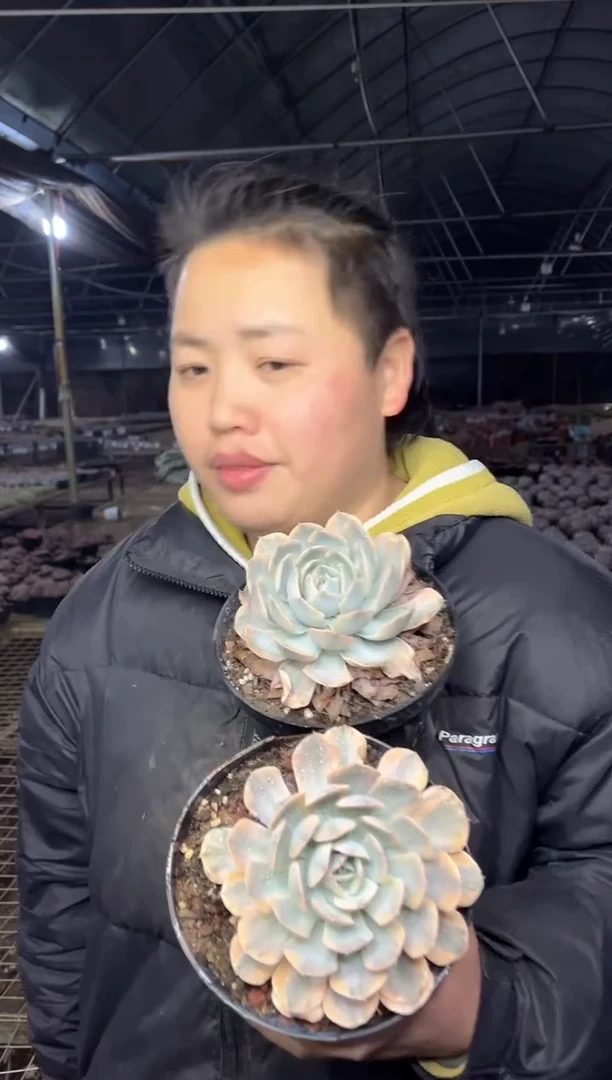 【闪购商品】111-鲁氏石莲锦两颗9.99