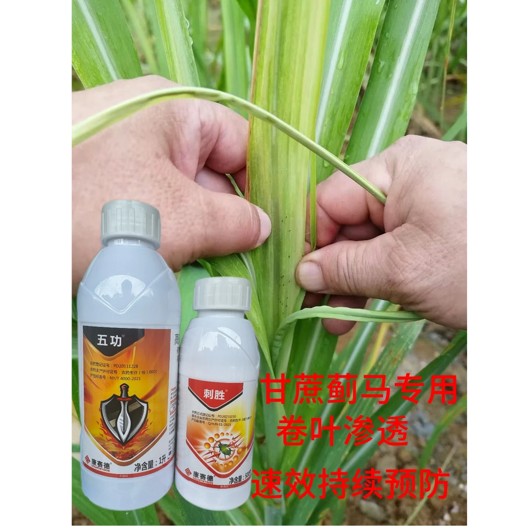 甘蔗蓟马糖蔗蓟马果蔗蓟马联苯菊酯噻虫嗪渗透卷叶蓟马