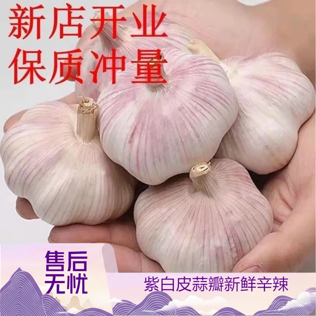 正宗紫白皮大蒜新鲜辛辣厨房批发炒菜提香必备