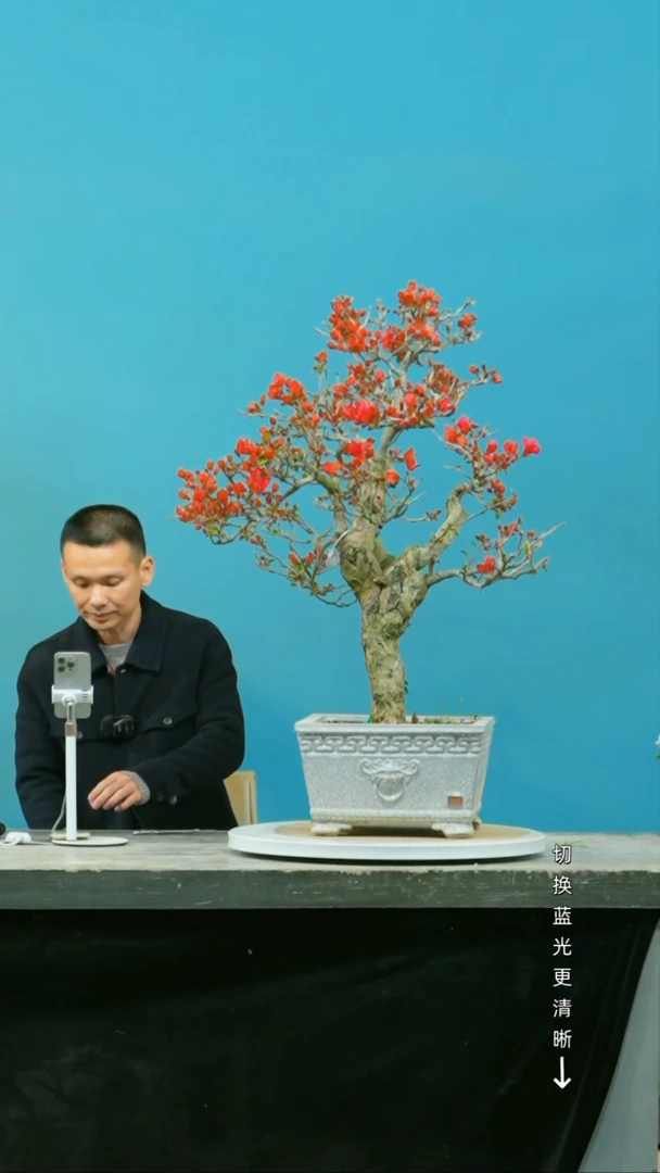 【闪购商品】盆景三角梅盆景