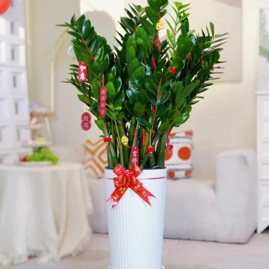 超值!带白盆1.1-1.3米大型金钱树绿植盆栽室内客厅净化空气发财树