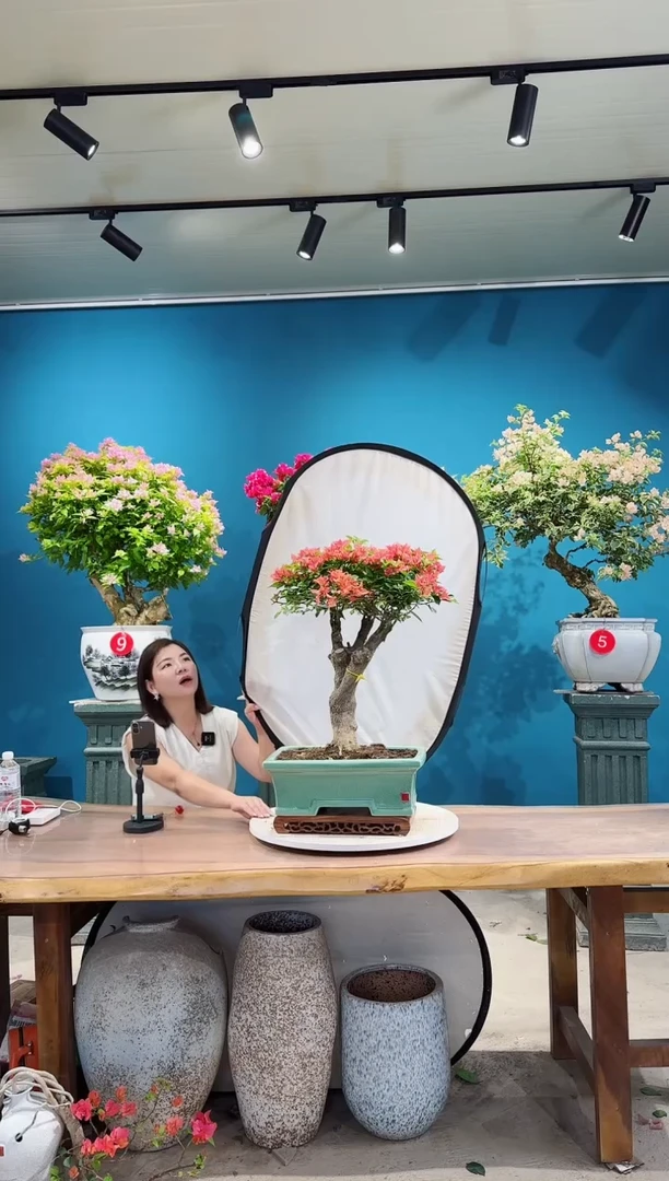全部花朵佩德罗三角梅