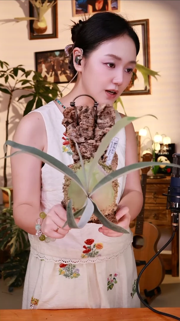 无花朵金刚狼鹿角蕨软装上板神器
