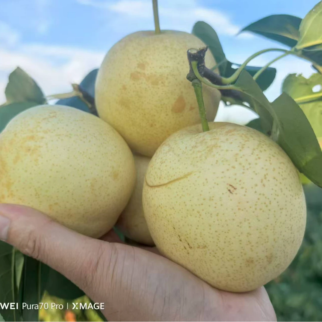 【谷哥专属】湖北翠冠梨净重4.5斤青皮或套袋黄皮现摘现发顺丰包邮