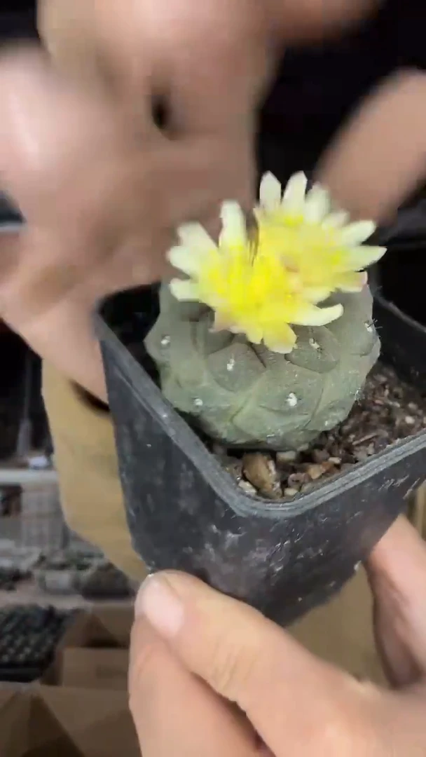 实生蜥蜴皮35.99