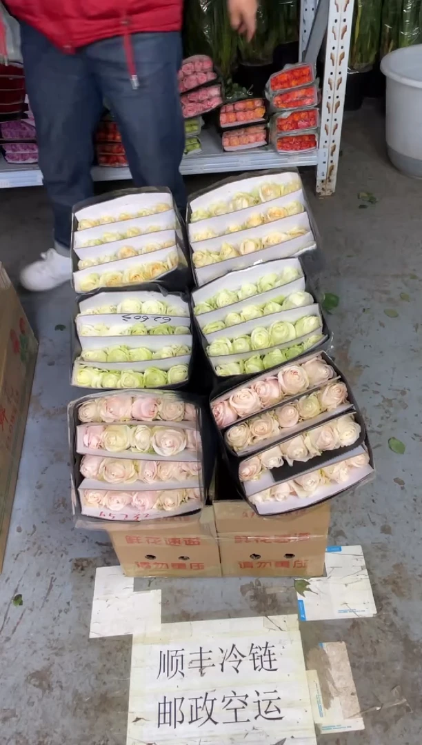 粉红20枝+香槟20枝+白雪山20枝