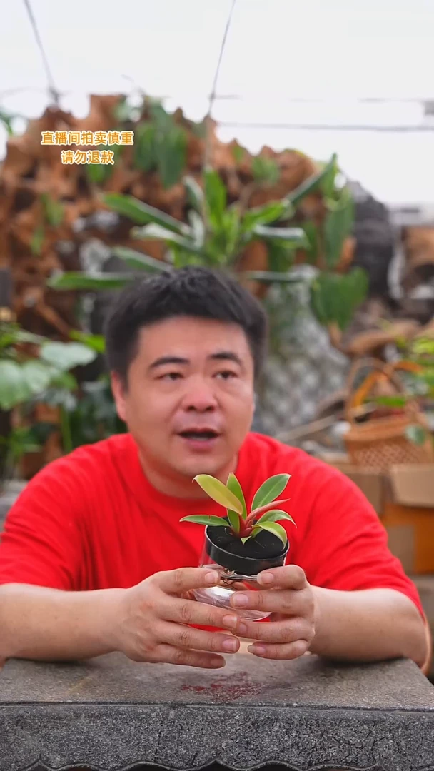 当前无花栽培后可以开花玫瑰蔓绿绒203T